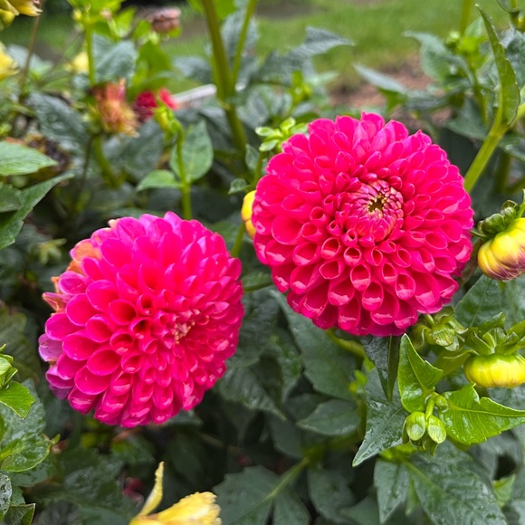 Meet your Posher, Makayla - Picture 1 of 1